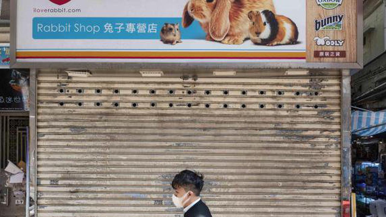 Pandemie: Kampf gegen Corona: China ordnet Tötung tausender Hamster an