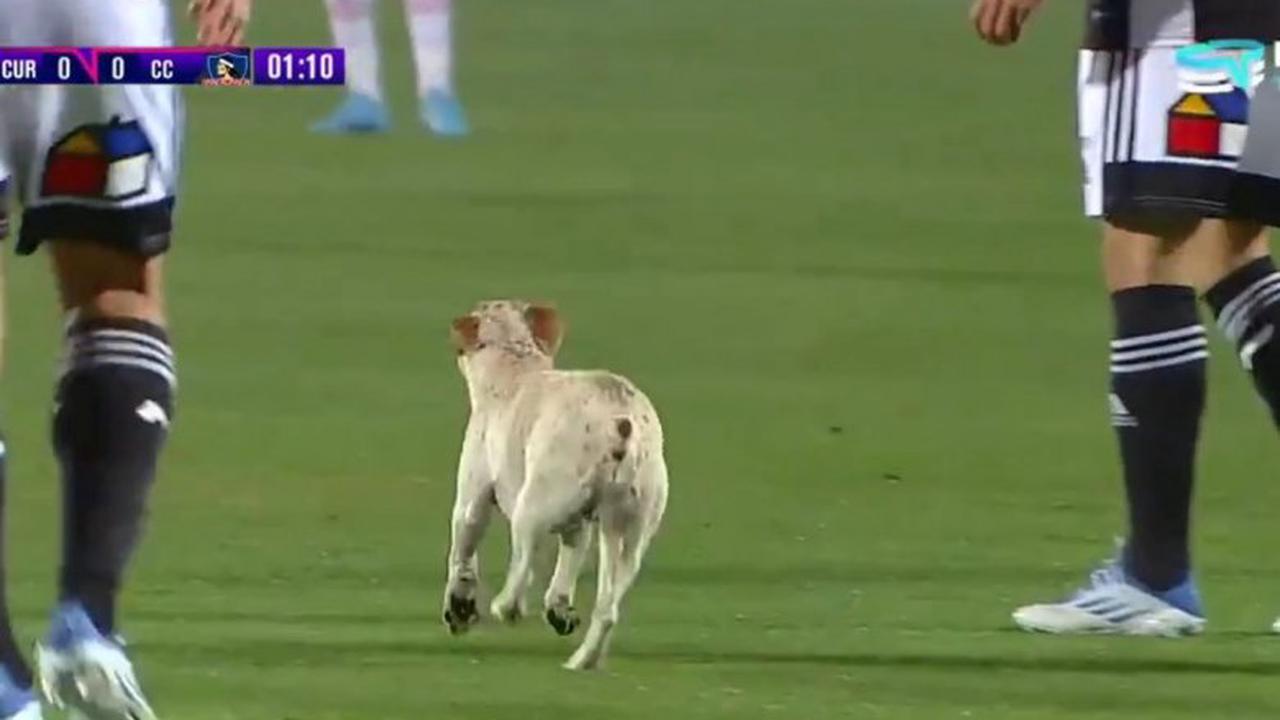 Un chien enjoué interrompt un match de football et capte toute l'attention de la foule ! (Vidéo)