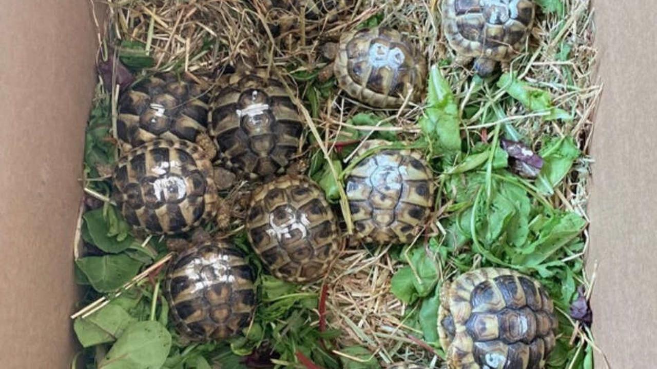 16 kleine Schildkröten ausgesetzt! Ein Detail ist kurios