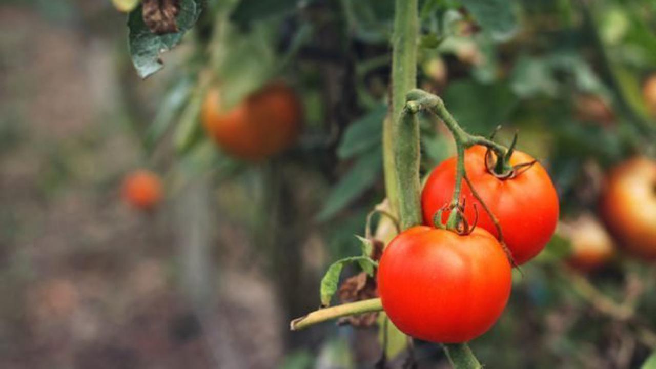 Pourquoi faut-il mettre une tuile à côte des plants de tomates ?