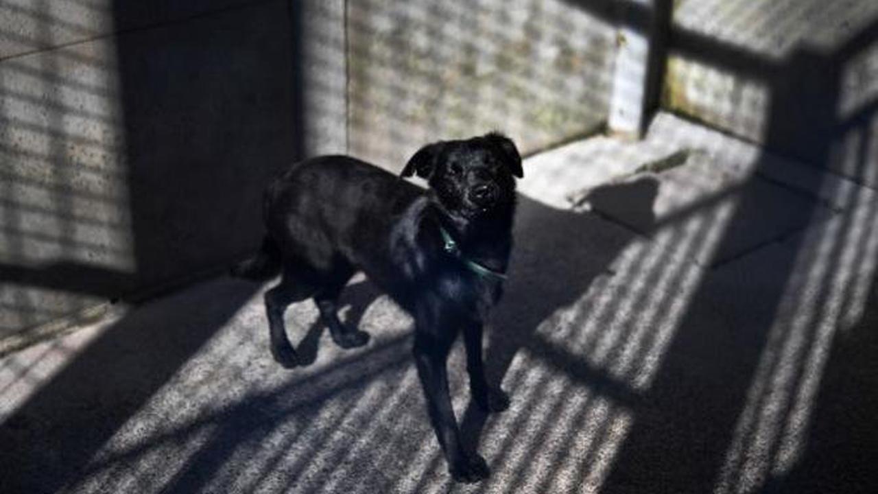 SPA : 7.202 animaux en attente d'adoption, des refuges saturés
