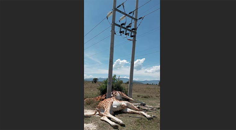 2 giraffes in Kenya park electrocuted by power lines