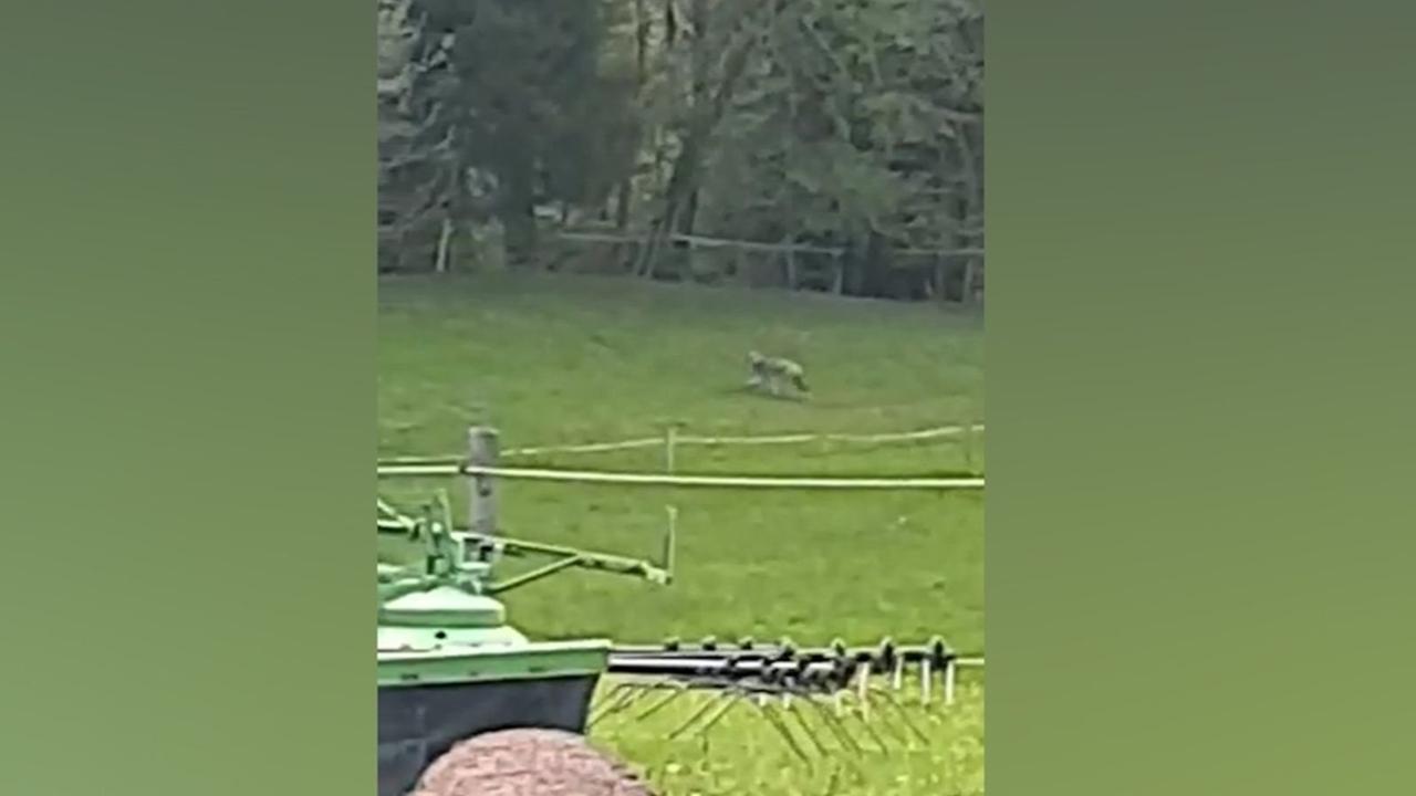 Handyvideo: Wollte ein Wolf bei Lindau Schafe reißen?
