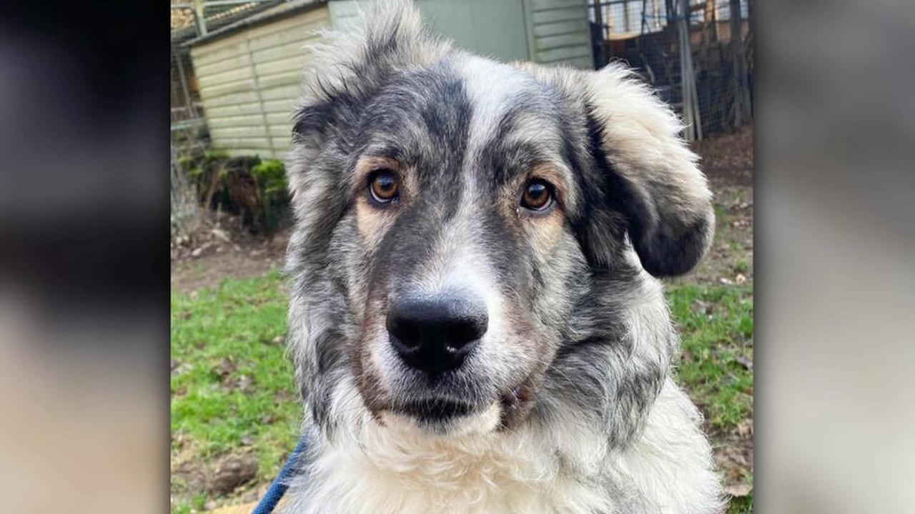 Abgeschnittenes Ohr, deformierte Pfoten: Besitzer hat kein Interesse mehr an seinem Hund