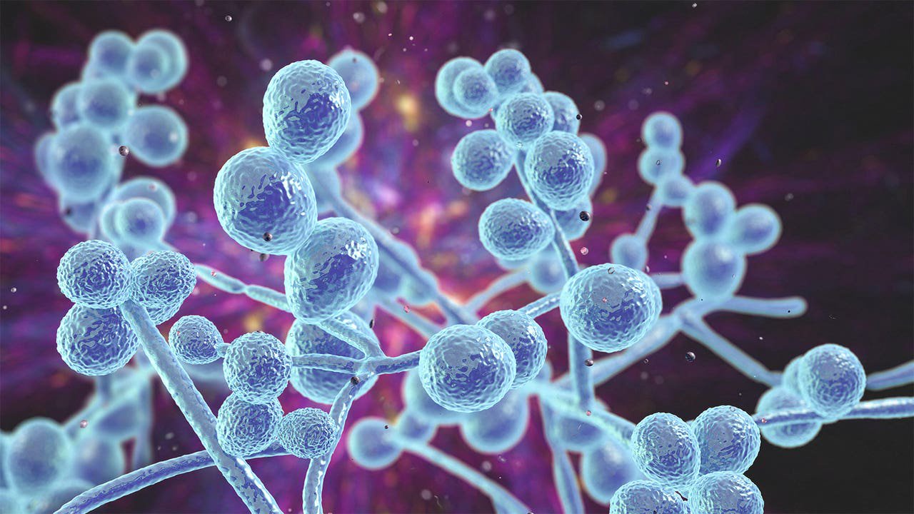 A computer rendering of Candida auris fungi.