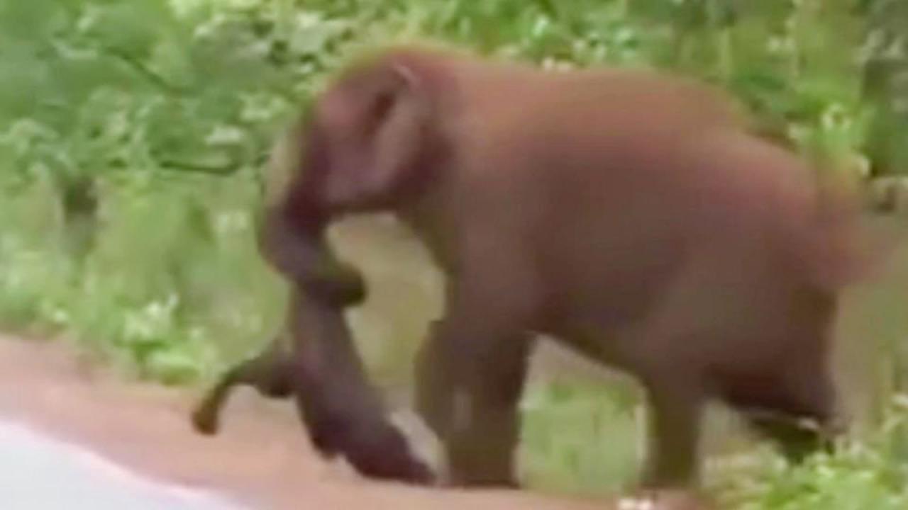 Elefanten begehen Ritual für ihre toten Babys – Mütter tragen Kälber tagelang durch den Dschungel