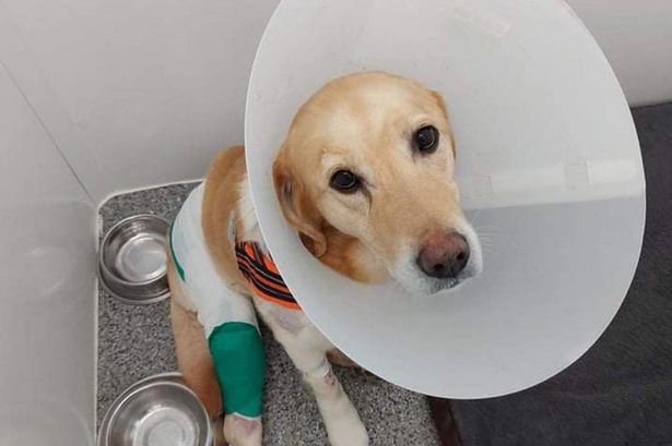 Are Lurchers Dangerous Dogs