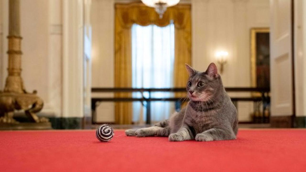 US-Präsidentenfamilie heißt Katze im Weißen Haus willkommen