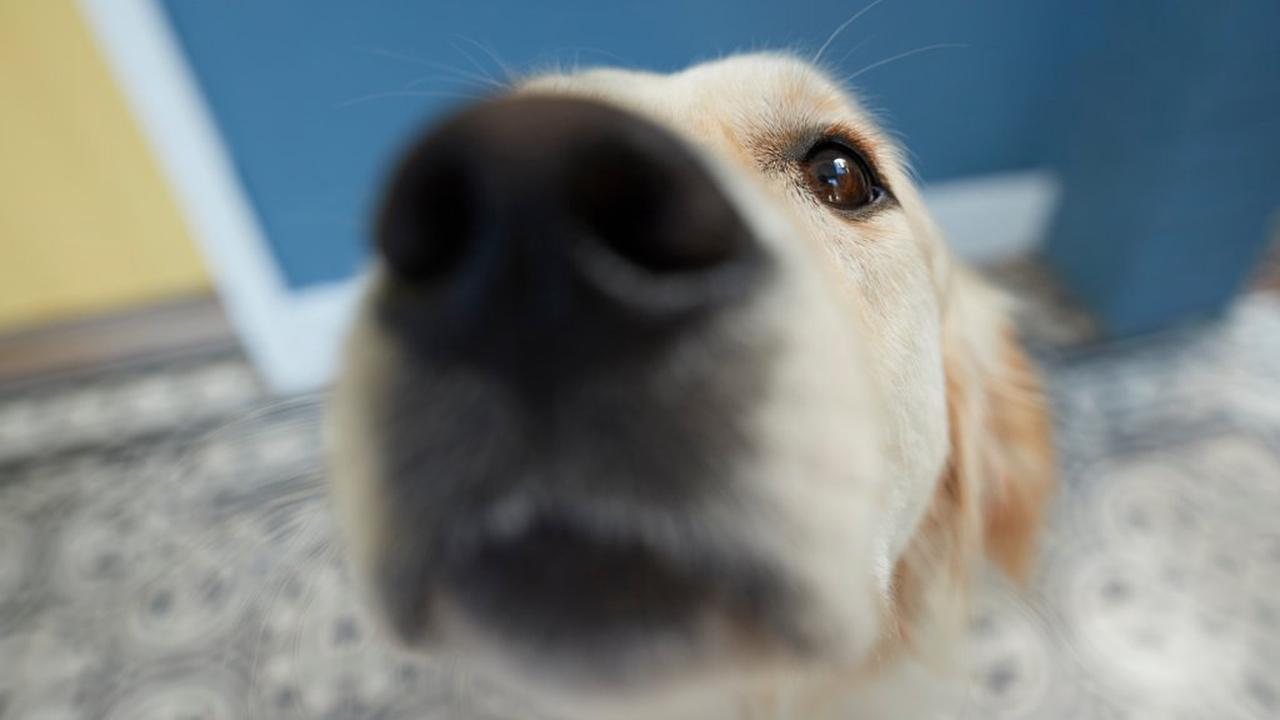 Neue Studienarbeit zeigt: Hunde können tatsächlich Long Covid riechen