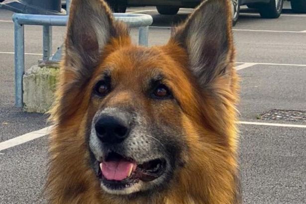 Gsr Hits The Jackbot With New Security Robot Opera News