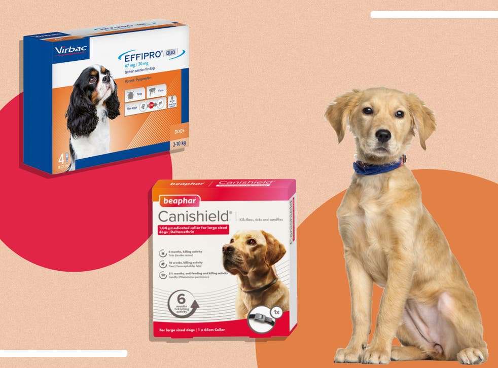 How To Treat Your Doggo S Fleas According To The Experts Opera News