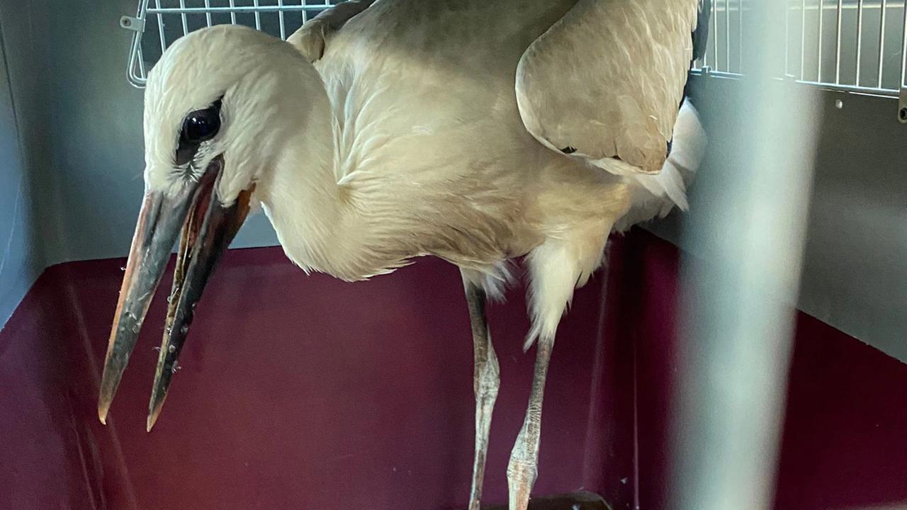 Bückeburg: Polizei rettet jungen erschöpften Storch