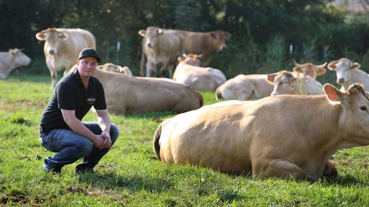 Landwirt vermarktet Blonde d`Aquitane-Rinder als "Auenland Beef"
