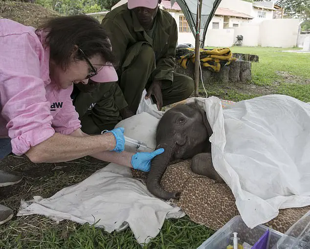Labour of love: Ms Danckwerts tends stricken Kadiki. Kadiki had been attacked by a lion when only a day old, suffering deep claw wounds to her trunk and terrible damage to her tail