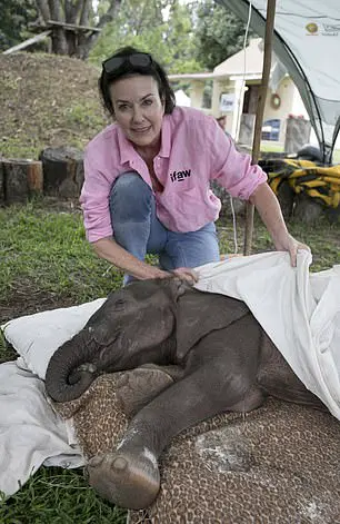 Ms Danckwerts (pictured with Kadiki), who has rescued more than 20 elephants in the past five years, said: ‘Elephants are highly intelligent, with physical and emotional needs unparalleled in other mammals'