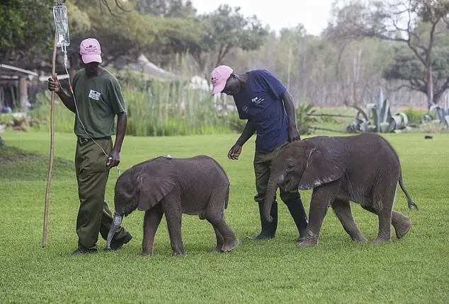 It is not known what happened to their mothers. As well as drought, calves can end up alone or injured due to poaching, falling into ditches, getting separated from herds or predator attacks, the IFAW says. Pictured: Kadiki (left) and Bumi (right)