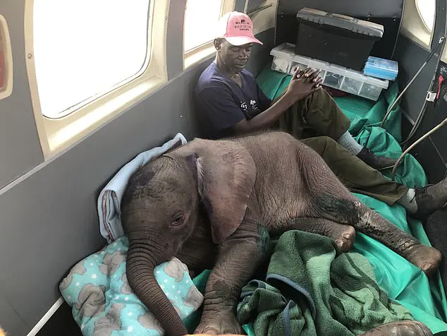 One-month-old Bumi had somehow got stuck among rocks and suffered severe sunburn before he was taken in by veteran animal rescuer Roxy Danckwerts, 53. Pictured: Bumi on board a rescue plane