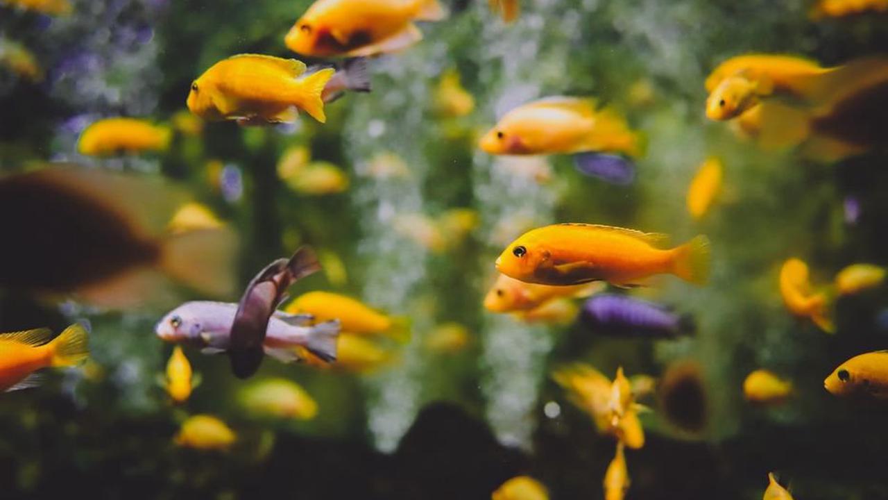 Décoration aquarium : plantes, figurines... le top pour sublimer l’habitat de vos poissons