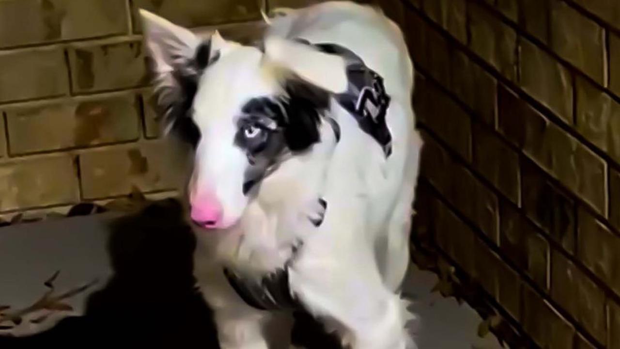 Ergreifender Moment im Video: Blinder Hund gewinnt sein Augenlicht zurück