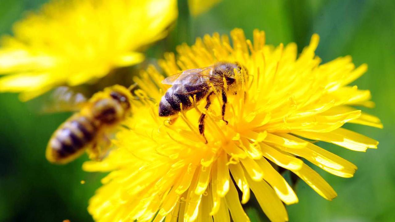 Ab 2023 betrifft es auch kleinere Unternehmen Mehr Blumen und Bienen im Geschäftsbericht