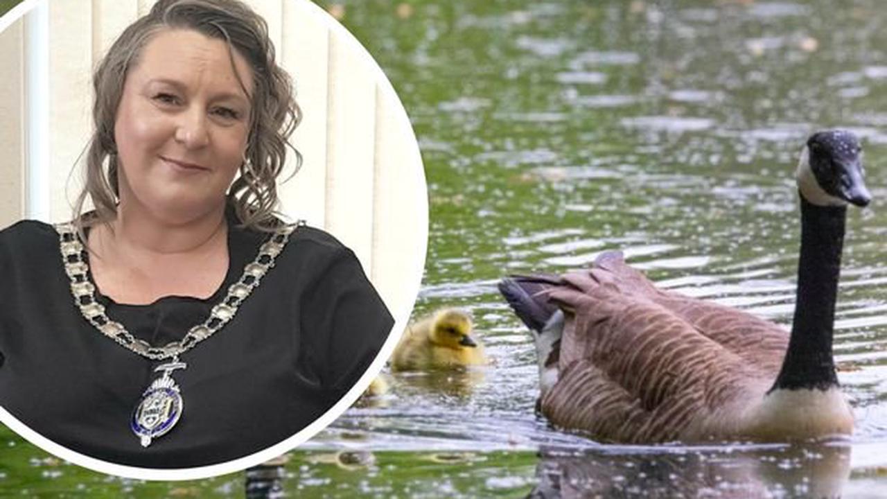 'Death threats' targeted mayor says plans to limit geese numbers in Gloucestershire town have been 'blown out of proportion'
