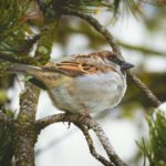 Christmas Bird Count Gogebic Co 2022 Sac County Conservation Announces Annual Christmas Bird Count Will Be Jan.  2 - Opera News