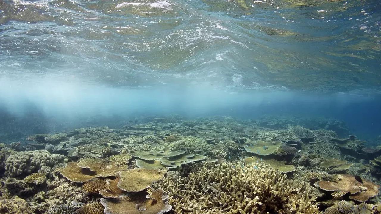 Pacifique : L'Australie investit dans la protection de la Grande barrière de corail