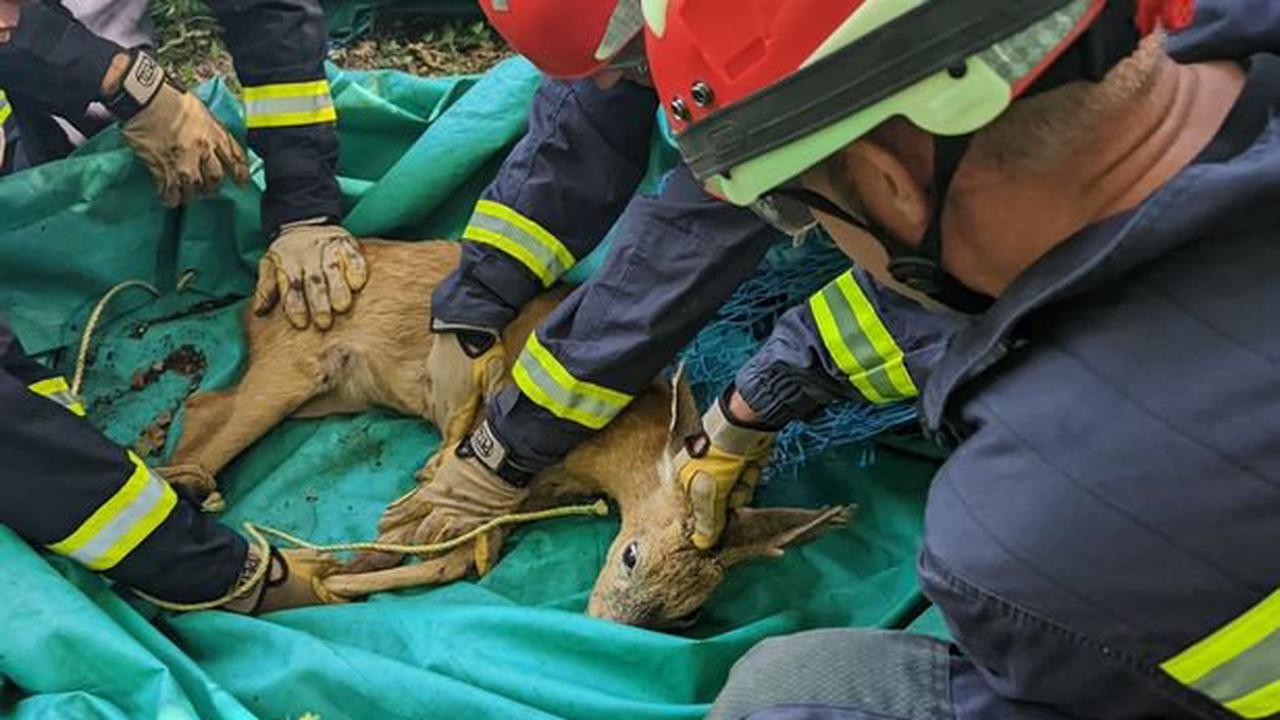 Roe deer rescued after getting stuck in a disused mine