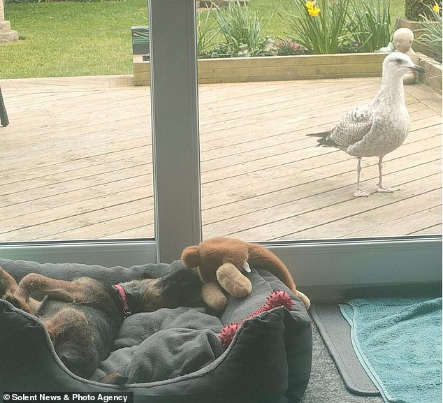 Cedric the seagull's reign of terror over family Bird is 'bullying