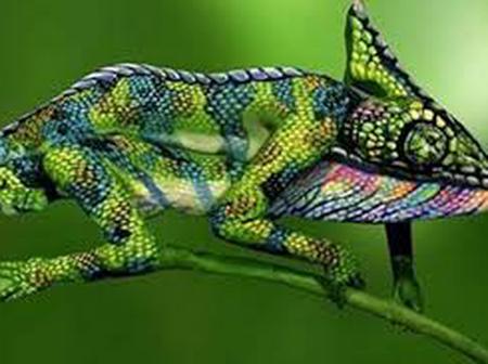 Personality chameleon is what a The Social