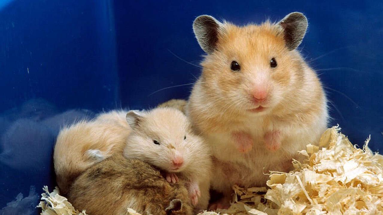Hong Kong Says Hamsters May Have Infected a Pet Shop Worker With COVID-19. Now They All Must Die