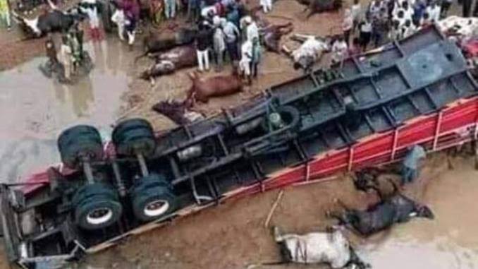 Trailer loaded With Fulani Cows, Goats And Almajiris Heading To the South East Fell At The Lokoja Bridge kills many