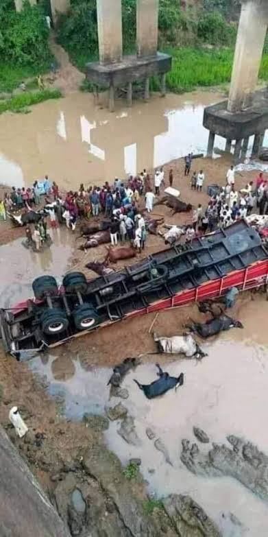 Trailer loaded With Fulani Cows, Goats And Almajiris Heading To the South East Fell At The Lokoja Bridge kills many