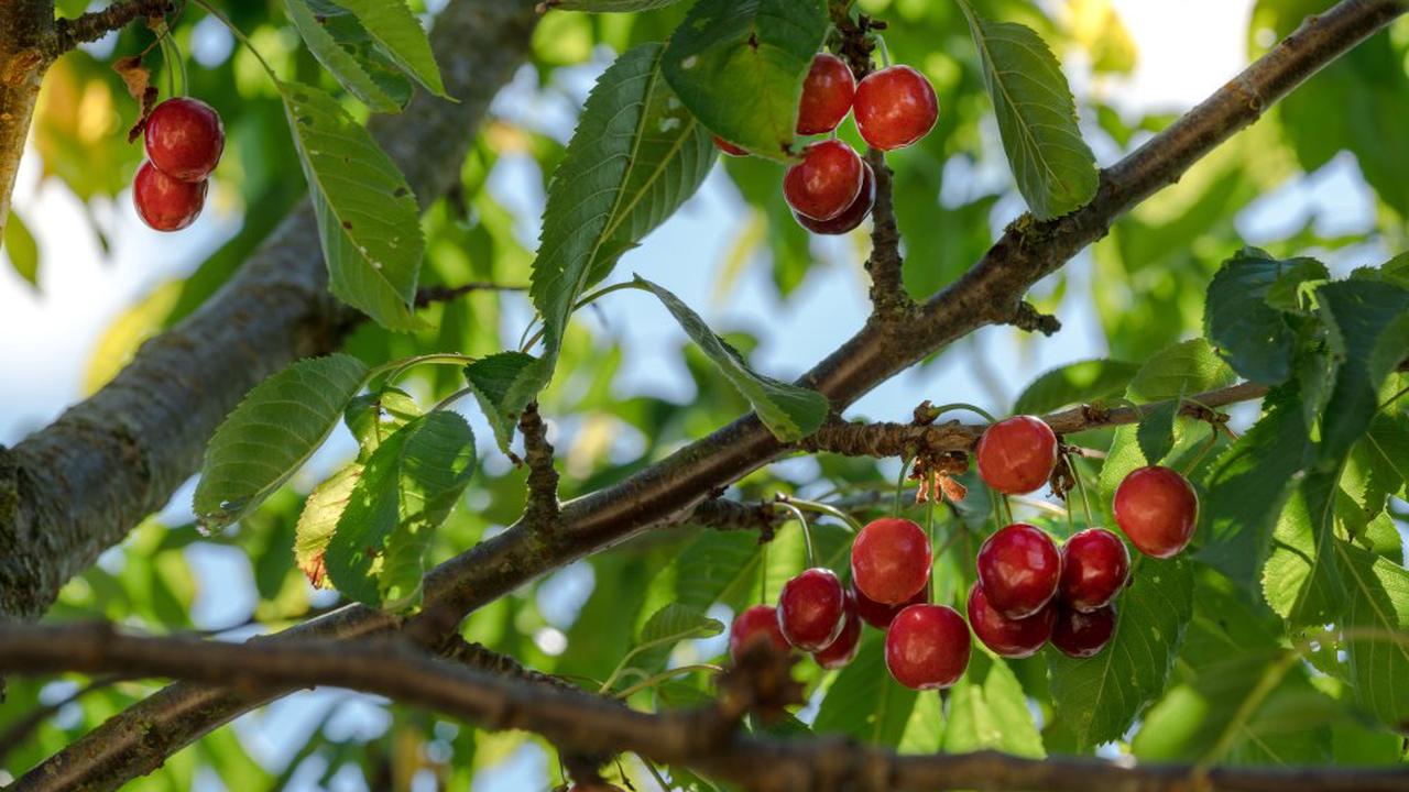 Gefahr für Obstbäume: So bekämpfen Sie Kirschfruchtfliegen