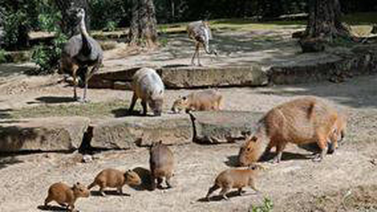 Diese kleinen Schweinchen tummeln sich im Zoo Hannover