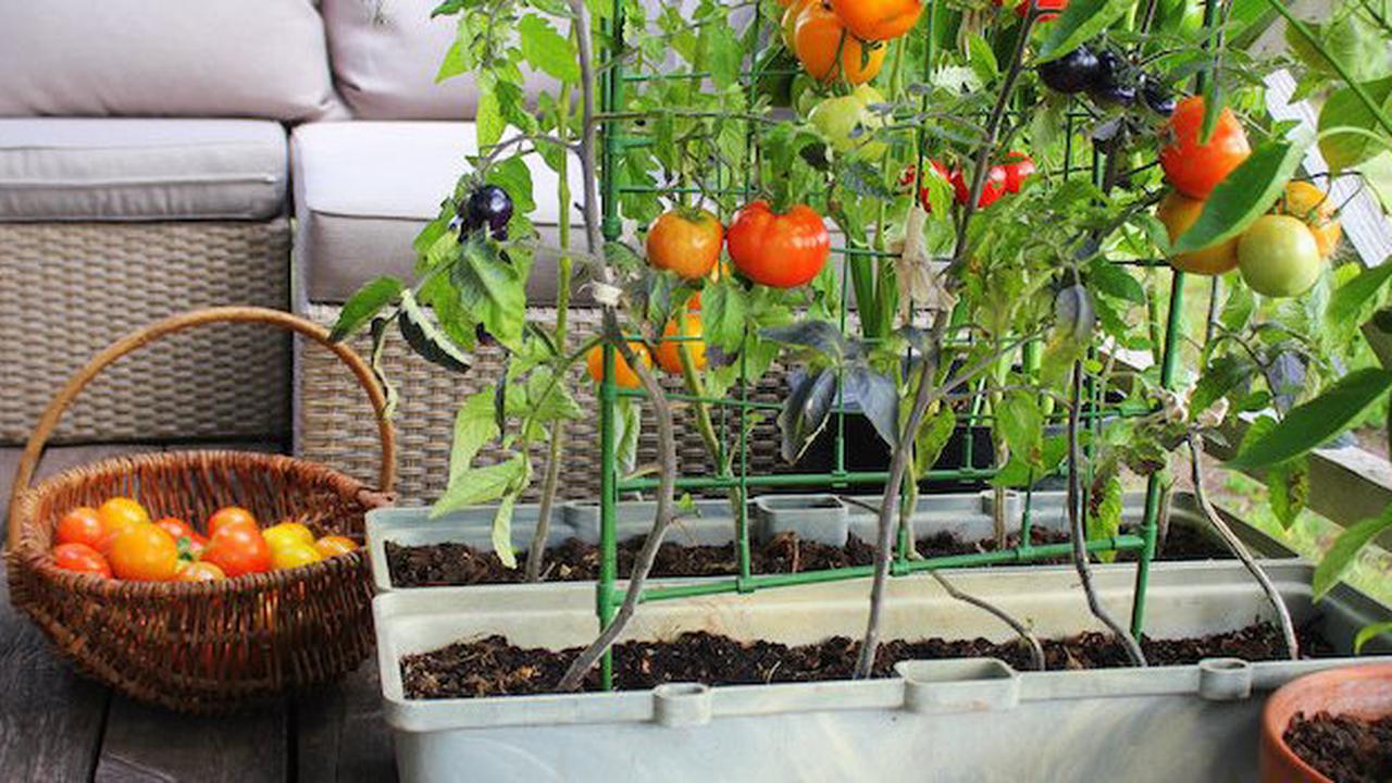 Jardinage : 7 fruits et légumes faciles à cultiver chez soi