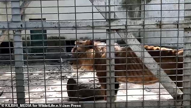 Wildlife charity begins rescue mission after visitor secretly took pictures of a starving lion and dozens of underfed animals at a Zoo in Nigeria (Photos/Video)