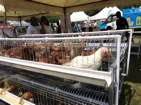 Government begins process of procuring birds for ‘Nkoko Nkitinkiti ...