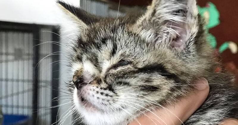 Le Chaton Leve Sa Petite Tete Pour La Regarder Elle A Un Hoquet De Stupeur Et Fond En Larmes Video Opera News