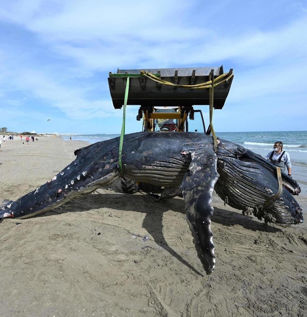 Pres De Montpellier La Baleine A Bosse Est Morte De Faim Quel Sort Pour Le Bebe Baleine Grise Opera News