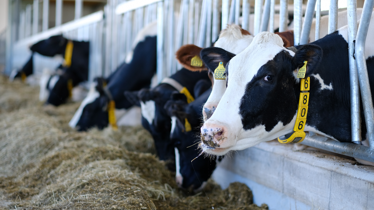 Important tips every farmer should know to improve livestock production on their farm