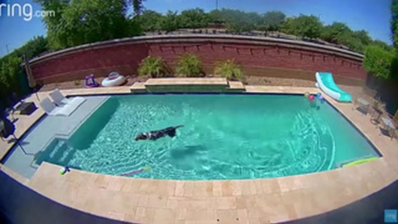 Doorbell Cam Catches Home Alone Dog Having The Time Of His Life In Swimming Pool Opera News