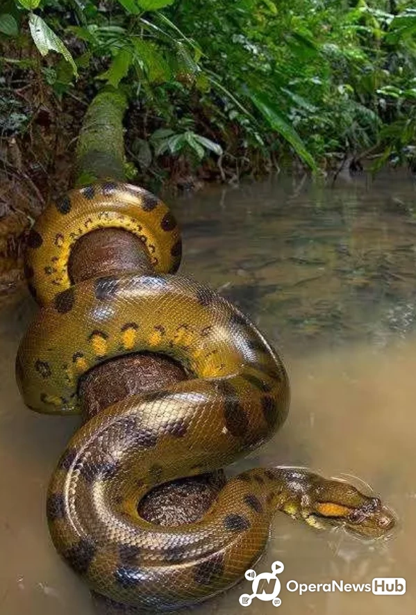 Pictures Of Green Anaconda The Biggest Anaconda Specie Onews