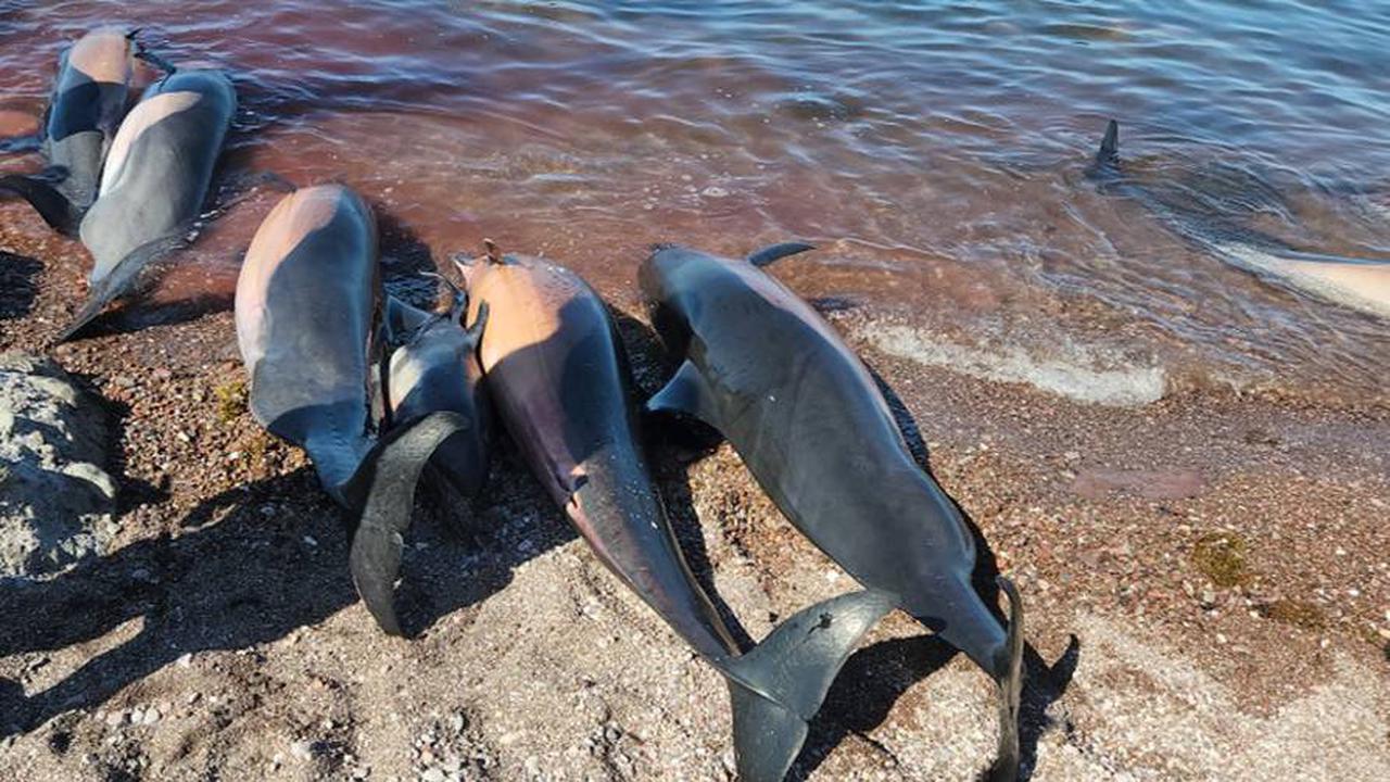 Dutzende tote Delfine an mexikanischem Strand angespült