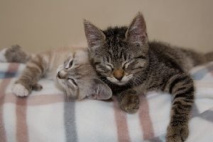 Vaucluse Bollene Un Appel A Davantage De Sterilisations Lance Par L Association Lez Amis Chats Opera News