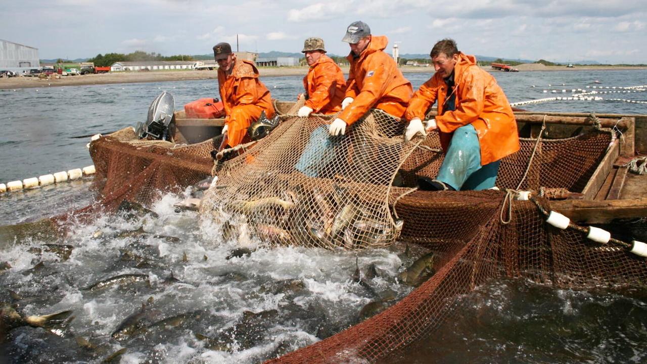 Вылов лососей на Дальнем Востоке вырос с начала года на 34%, до 87 тыс. т - Росрыболовство