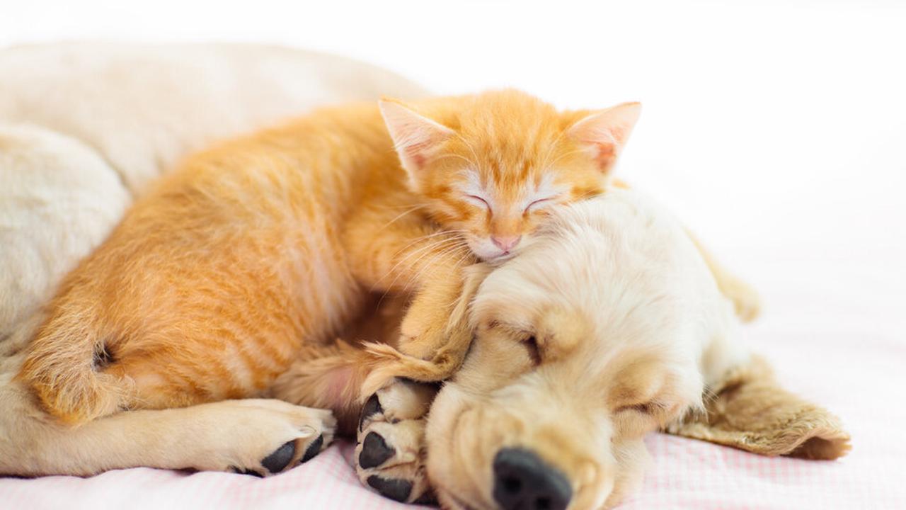 Hund und Katze tot: Erste Laborergebnisse im Gift-Fall von Romrod