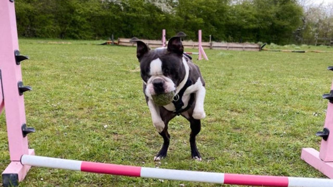 Un chien aveugle participe à des épreuves d’agility et remporte des prix malgré son handicap ! (Vidéo) - supp droits d'auteur