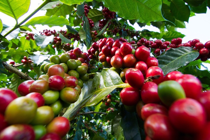 Coffee Farming | Greenlife | 2024 Update