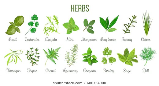 Twi Names Of All the Most Powerful Herbs and Plants in ... on {keyword}